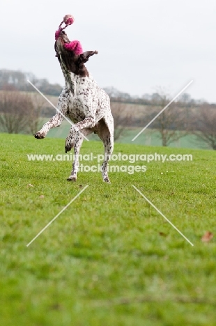 German Shorthaired Pointer playing in field