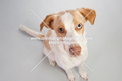 Mixed-breed dog in studio.