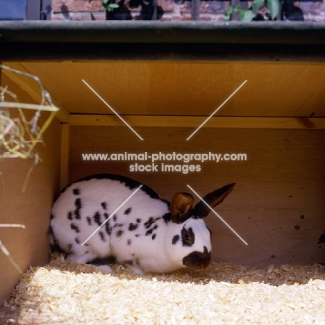 english rabbit in a hutch