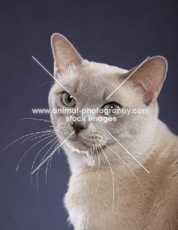 tonkinese head study