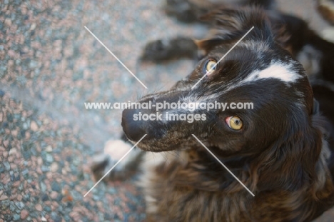 blue merle australian shepherd resting and looking up at camera