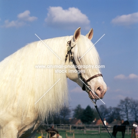 regency cream boy, welsh pony of cob type (section c) stallion
