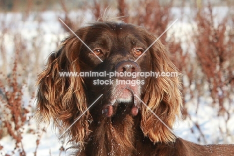 German Longhaired Pointer portrait