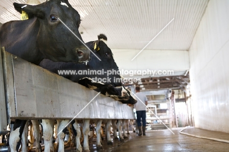 Friesians at farm