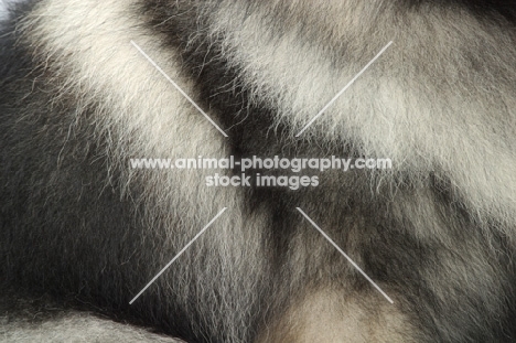 Silver Grey Australian Champion Keeshond coat