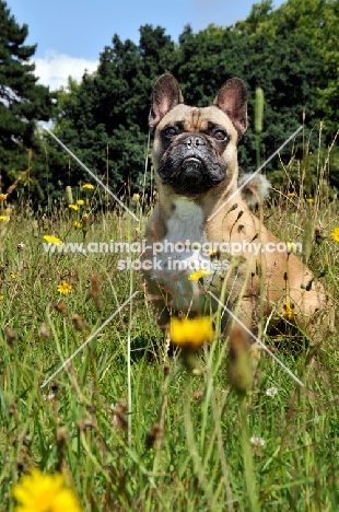 French Bulldog standing in long grass with yellow flowers