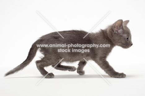 walking Russian Blue kitten