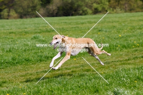 hortaya borzaya, south russian sighthound, running