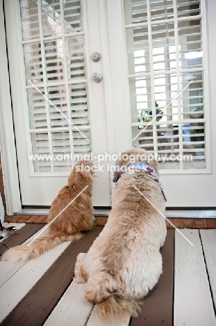 cat and dog looking out door together