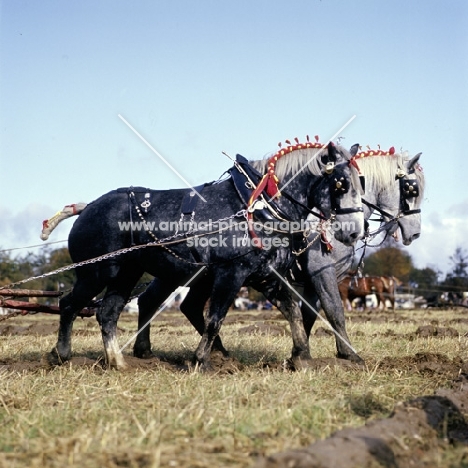 heavy horses with decorated manes working