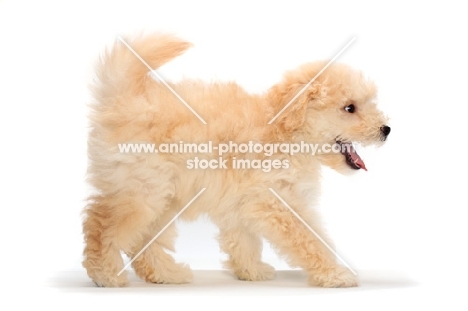 happy yellow Puli puppy on white background