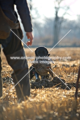 black labrador retriever retrieving pheasant and coming back to owner