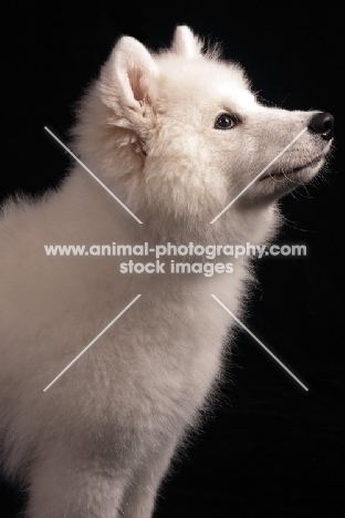 young Samoyed on black background