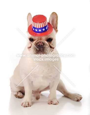 French Bulldog wearing hat
