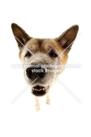 Large Akita dog close up isolated on a white background