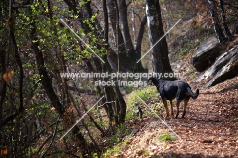 black and tan dog standing on a path in a forest 