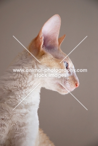 Cornish Rex, portrait on grey background