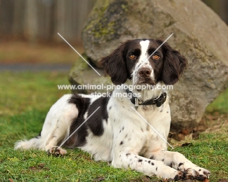 German Spaniel (aka Deutscher Wachtelhund) near rock