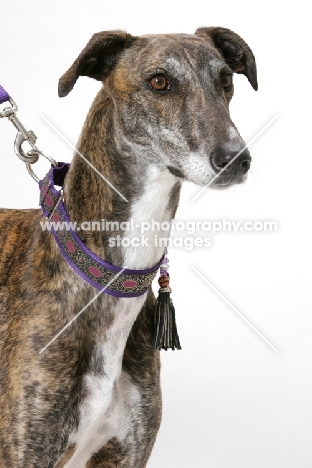 brindle and white Greyhound, Australian Champion on lead