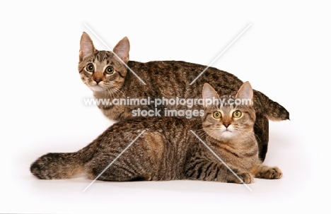 two American Bobtails