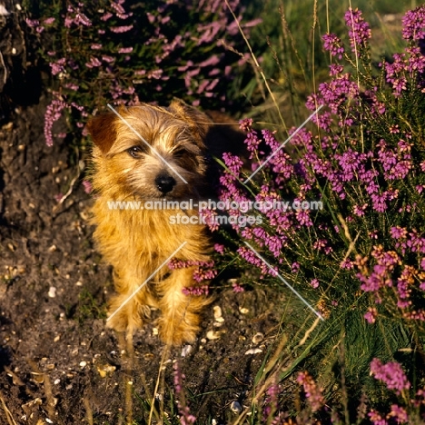 norflk terrier in the garden, chalkyfield folly