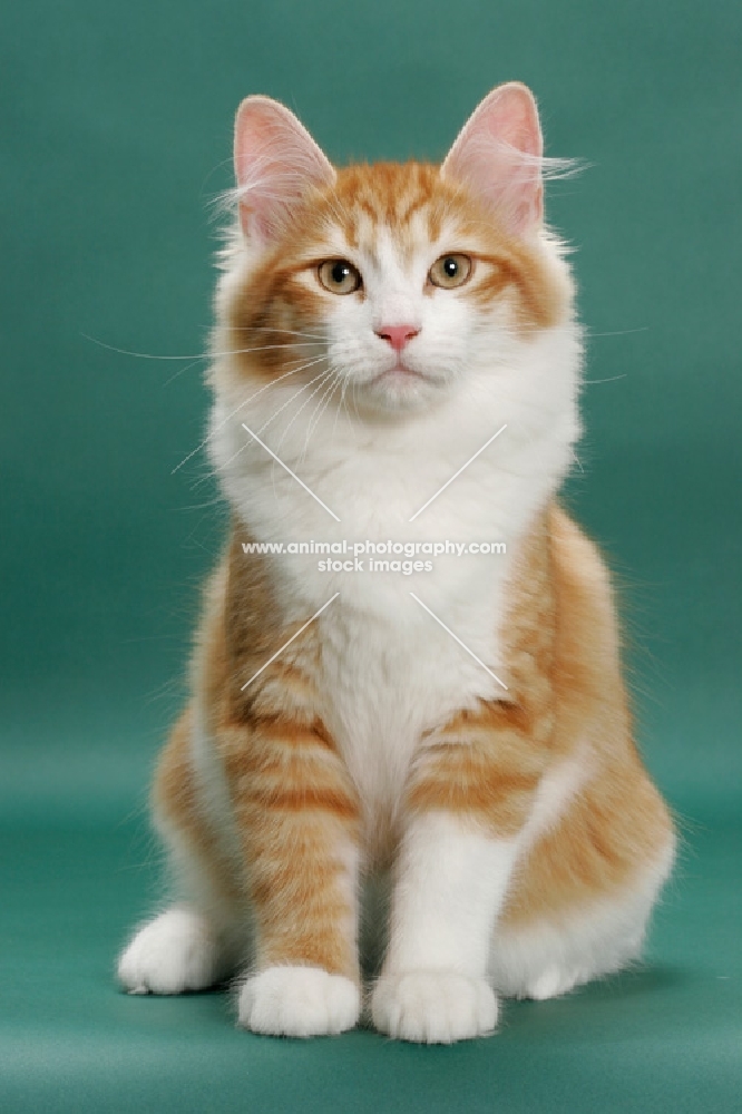 young Siberian on green background, Red Mackerel Tabby & White