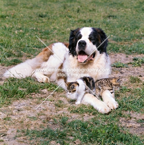 saint bernard with two kittens