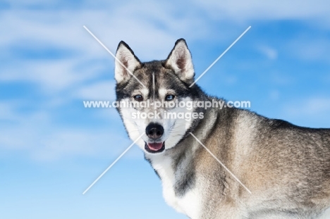 Husky against blue sky