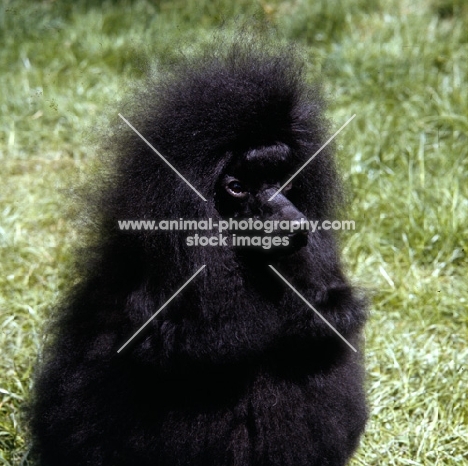black toy poodle, portrait
