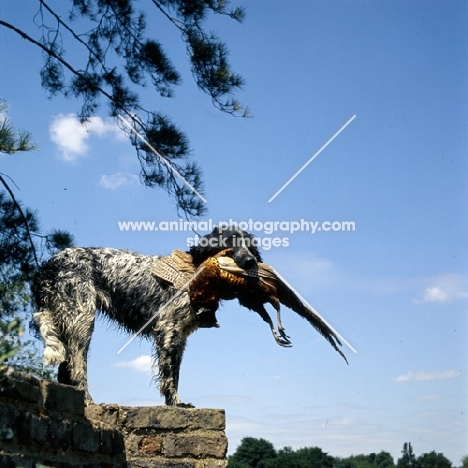 foxbrae, large munsterlander standing on a wall retrieving  pheasant