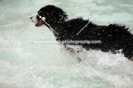 dog jumping into water