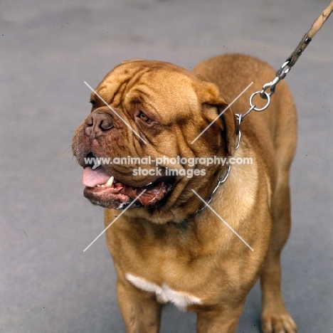 dogue de bordeaux head and shoulder shot on leash