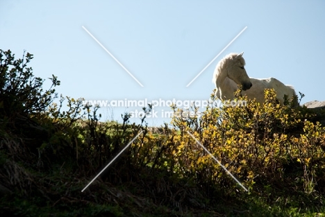 white horse standing on hillside