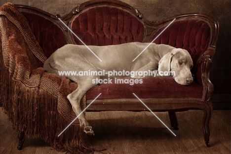 Weimaraner lying on sofa