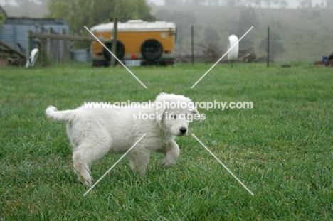 Maremma Sheepdog puppy