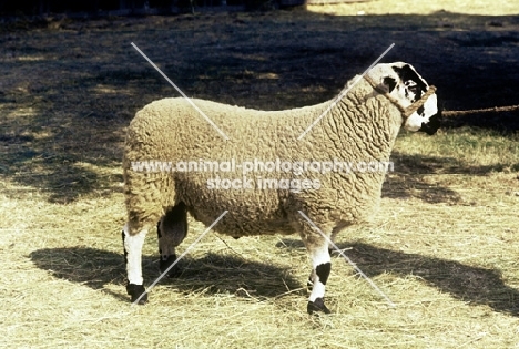 derbyshire gritstone ram