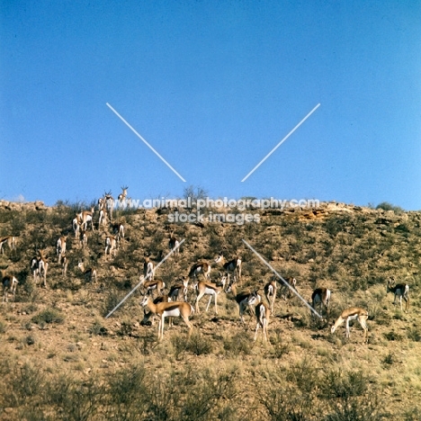 springbok  on a hill in the kalahari desert