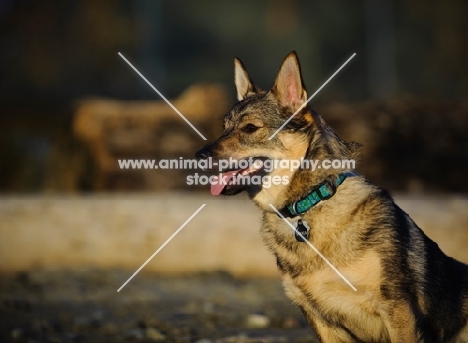 Swedish Vallhund