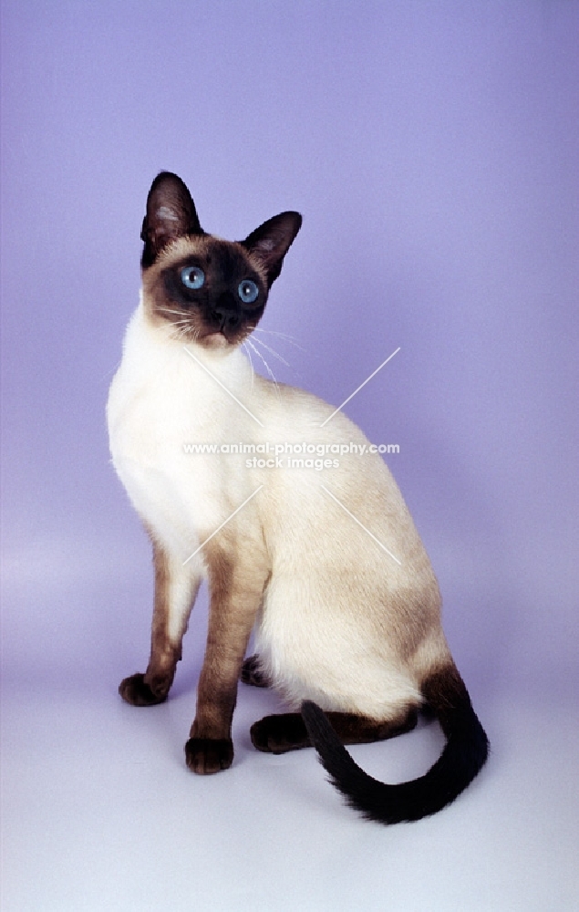 seal point traditional old style Siamese cat on purple background