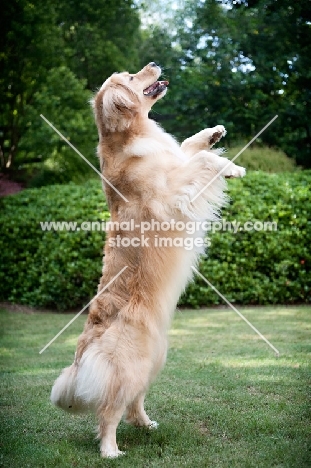 golden retriever standing on back legs