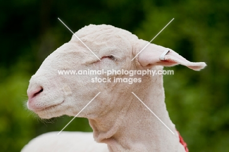 Head shot of show groomed Columbia sheep