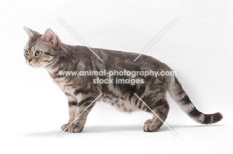 American Shorthair, Blue Silver Classic Tabby, standing
