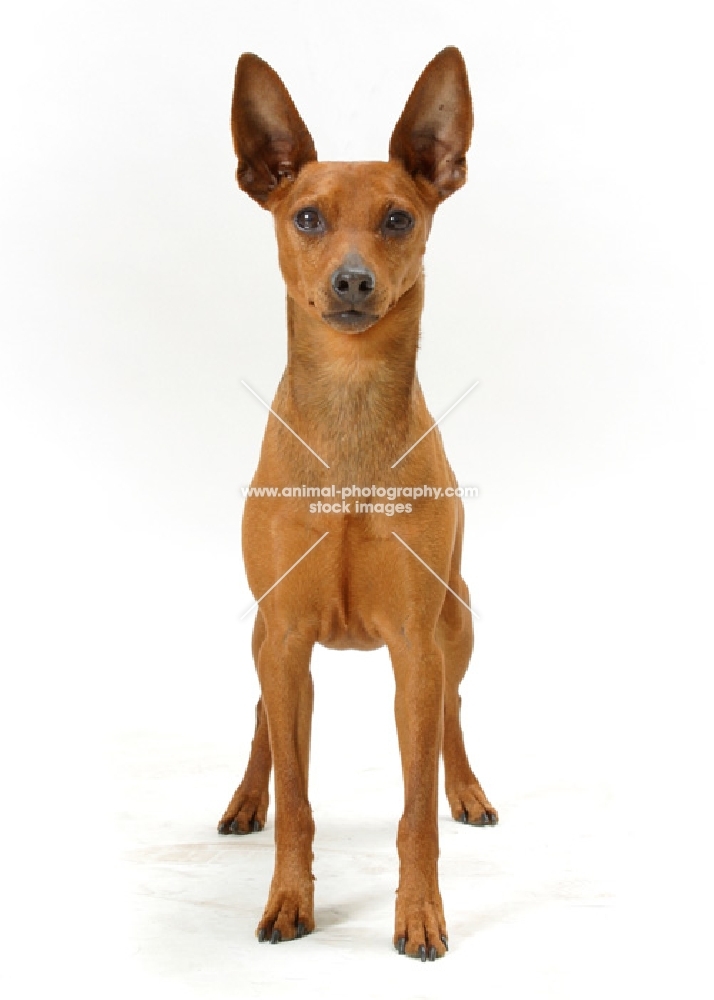 red Miniature Pinscher, Australian Champion, front view