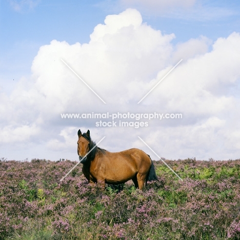 new forest mare standing in heather in the new forest