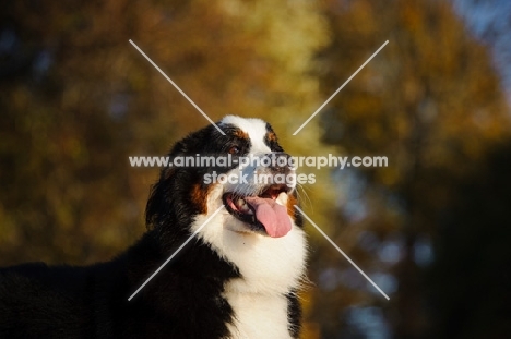 Bernese Mountain Dog in autumn