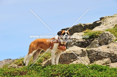 Saint Bernard in Swiss Alps (near St, Bernard Pass)