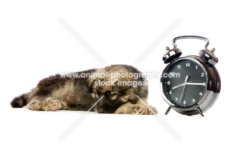 German Shepherd (aka Alsatian) puppy sleeping next to alarm clock
