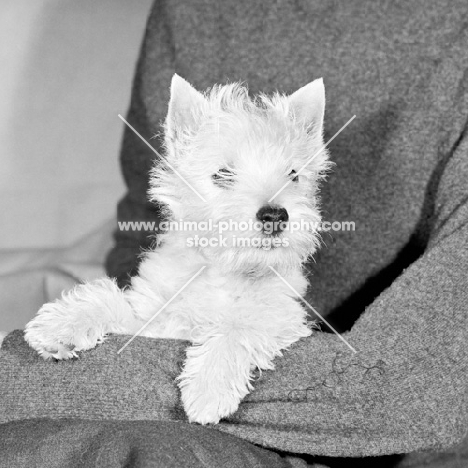 west highland white terrier puppy on lady's lap