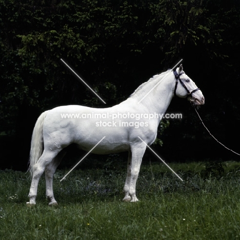 pluto XXV1 lipizzaner at szilvasvarad