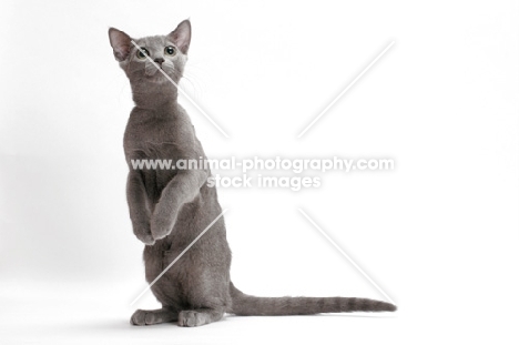 Russian Blue, female cat, standing on hind legs
